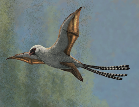 Figure 2. Life reconstruction of the bat-winged scansoriopterygid dinosaur Ambopteryx in a glide. Image credit: Gabriel Ugueto.
 
